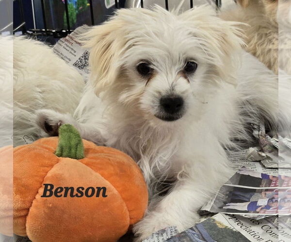 Medium Photo #2 Maltipoo Puppy For Sale in Phelan, CA, USA