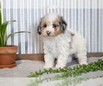 Small Photo #3 Poodle (Miniature) Puppy For Sale in SUGARCREEK, OH, USA