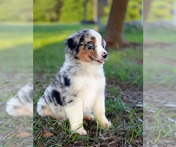 Medium Photo #3 Australian Shepherd Puppy For Sale in WESLEY CHAPEL, FL, USA