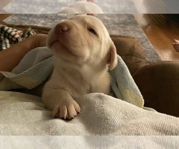 Medium Photo #2 Labrador Retriever Puppy For Sale in CULLMAN, AL, USA