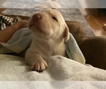 Small Photo #2 Labrador Retriever Puppy For Sale in CULLMAN, AL, USA