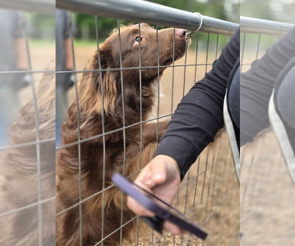 Medium Photo #4 Australian Shepherd-Unknown Mix Puppy For Sale in Princeton, MN, USA