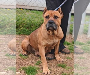 Mutt Dogs for adoption in Talladega, AL, USA