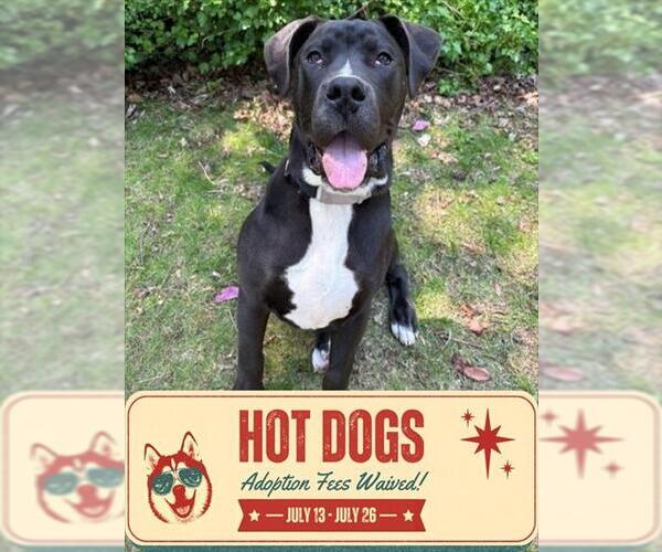 Medium Photo #2 American Bulldog Puppy For Sale in Toronto, Ontario, Canada