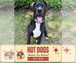 Small #1 American Bulldog