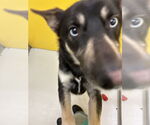 Small #3 Huskies  Mix