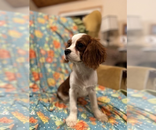 Medium Photo #3 Cavalier King Charles Spaniel Puppy For Sale in LAWRENCE, MI, USA