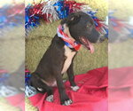 Small #1 Border Collie Mix