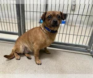 Chihuahua Dogs for adoption in Santa Maria, CA, USA