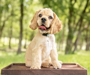 Cocker Spaniel Puppy for sale in RICHMOND, TX, USA
