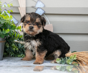Medium Yorkshire Terrier