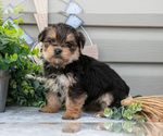 Puppy Elsa Yorkshire Terrier