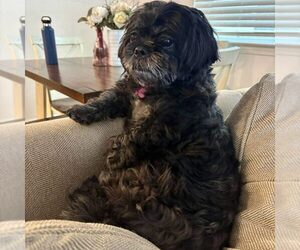 Shih Tzu Dogs for adoption in Spring Lake, NC, USA
