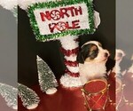 Puppy 1 Morkie-Yorkshire Terrier Mix