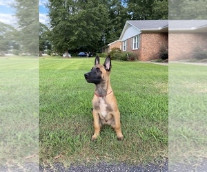 Belgian Malinois Puppy for sale in SPARTANBURG, SC, USA
