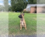 Small Photo #1 Belgian Malinois Puppy For Sale in SPARTANBURG, SC, USA