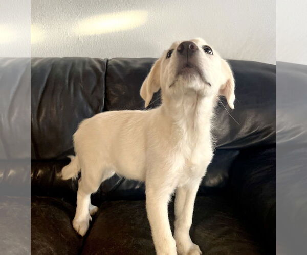 Medium Photo #5 Great Pyrenees Puppy For Sale in Spring, TX, USA