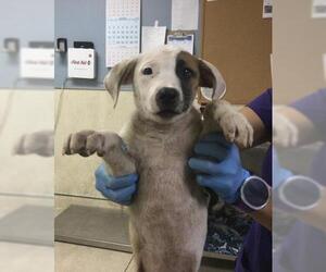 Mutt Dogs for adoption in Riverside, CA, USA