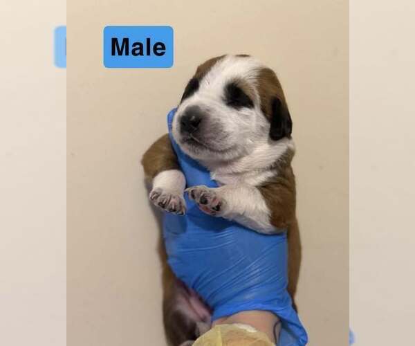 Medium Photo #1 Catahoula Leopard Dog-Labrador Retriever Mix Puppy For Sale in New York, NY, USA