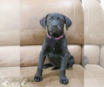 Small #11 Labrador Retriever Mix