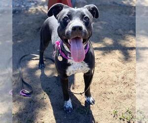 Mutt Dogs for adoption in Aurora, CO, USA