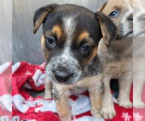 Mutt Dogs for adoption in San Antonio, TX, USA
