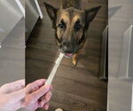 Small #3 German Shepherd Dog Mix