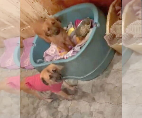 Medium Photo #6 Cockapoo (Miniature) Puppy For Sale in Escondido, CA, USA