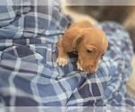 Small #3 Dachshund