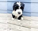 Small Photo #5 Bernedoodle Puppy For Sale in YACOLT, WA, USA