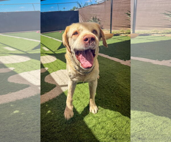 Medium Photo #10 Labrador Retriever Puppy For Sale in San Diego, CA, USA