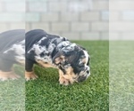 Small Photo #25 English Bulldog Puppy For Sale in OAKLAND, CA, USA