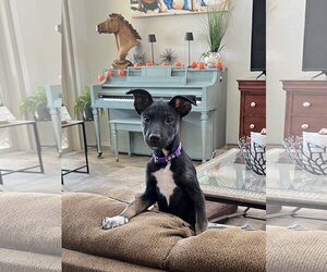 Kora - Female Mutt Dog for Adoption - Photo #3