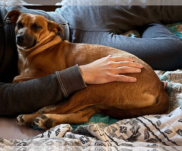 Medium Photo #2 Dachshund-Unknown Mix Puppy For Sale in Alexander, AR, USA