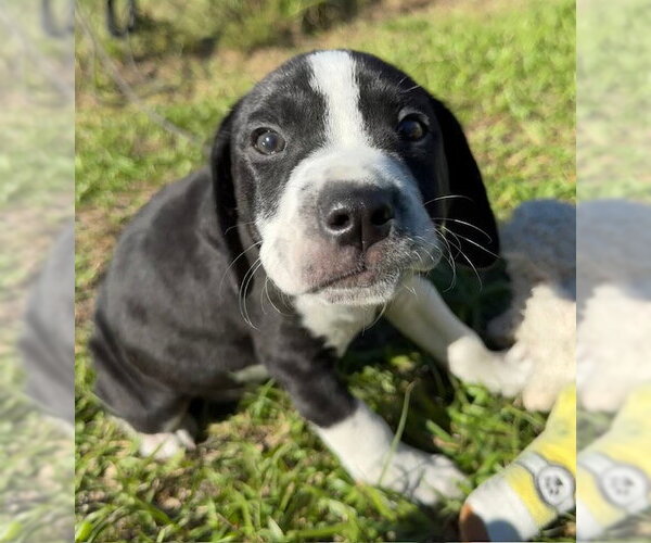 Medium Photo #2 Bulldog-Unknown Mix Puppy For Sale in Tarrytown, GA, USA