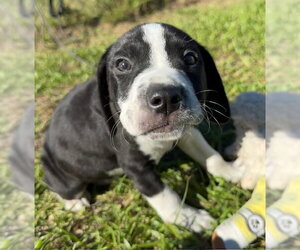 Drizzle - Male Bulldog-Unknown Mix Dog for Adoption - Photo #2