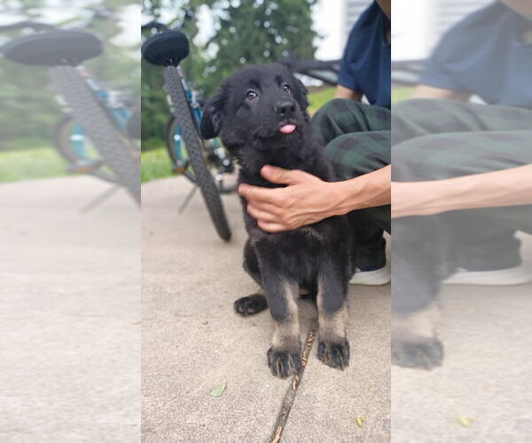 Medium Photo #4 German Shepherd Dog Puppy For Sale in PITTSBURGH, PA, USA
