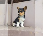 Small Photo #3 Cowboy Corgi Puppy For Sale in CARTHAGE, MO, USA