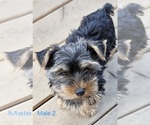 Small #9 Yorkshire Terrier