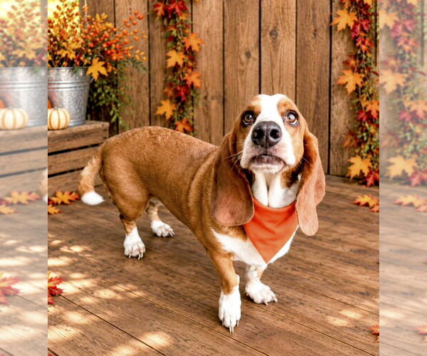 Medium Photo #1 Basset Hound Puppy For Sale in Deepwater, NJ, USA
