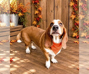 Basset Hound Dogs for adoption in Deepwater, NJ, USA