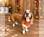 GRACE - ADOPTION PENDING! - Female Basset Hound Dog for Adoption - Small photo