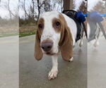 Small #1 Basset Hound