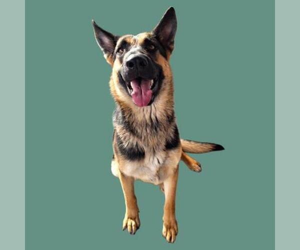 Medium Photo #1 German Shepherd Dog Puppy For Sale in Bakersfield, CA, USA