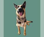 Small German Shepherd Dog