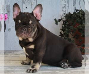 French Bulldog Puppy for sale in FREDERICKSBURG, OH, USA