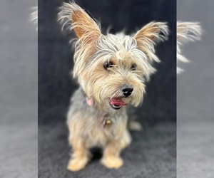 Mutt Dogs for adoption in Grafton, WI, USA