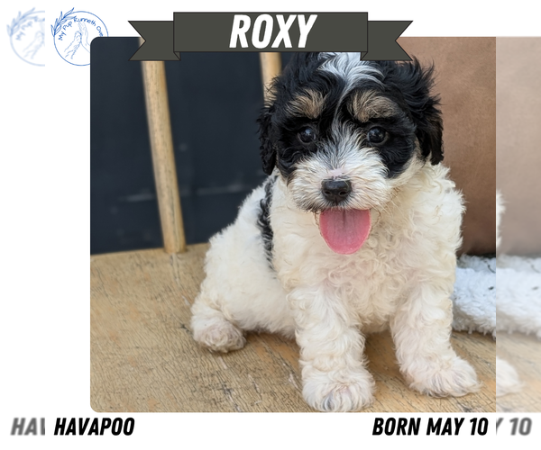 Medium Photo #56 Poovanese Puppy For Sale in GOSHEN, IN, USA