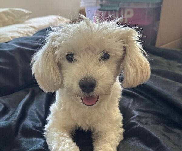 Medium Photo #1 Labradoodle-Maltese Mix Puppy For Sale in LOS ANGELES, CA, USA
