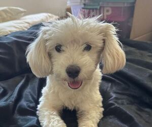 Labradoodle-Maltese Mix Puppy for sale in LOS ANGELES, CA, USA